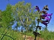 Sui monti sopra casa bei fiori primaverili-26magg23 - FOTOGALLERY